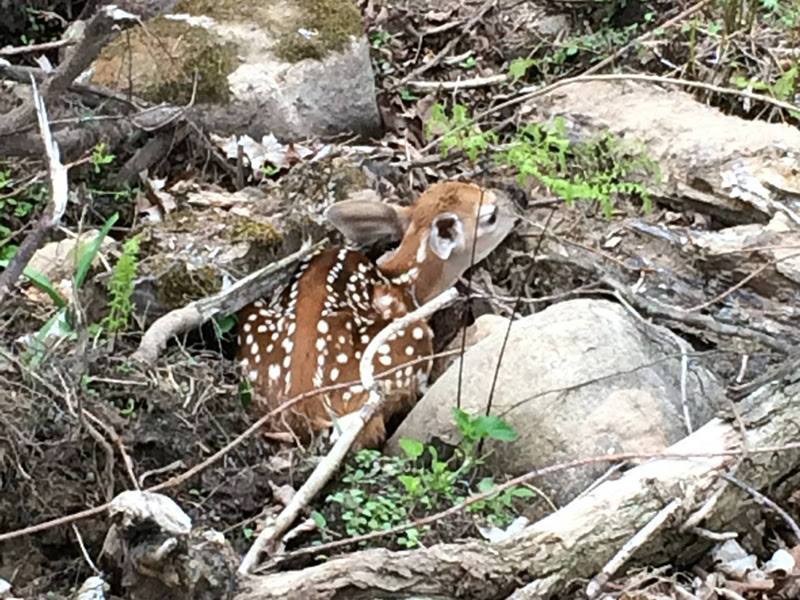 Fawn at Wilderness Whitetails