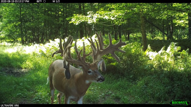 Still time to book your 2020 Rut Hunt |  Trail Cam Pics
